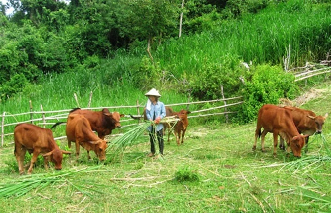 Giá bò liên tục giảm khiến người nuôi gặp khó.