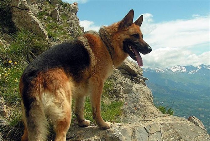 Chó Berger Đức, giống chó thông minh và trung thành