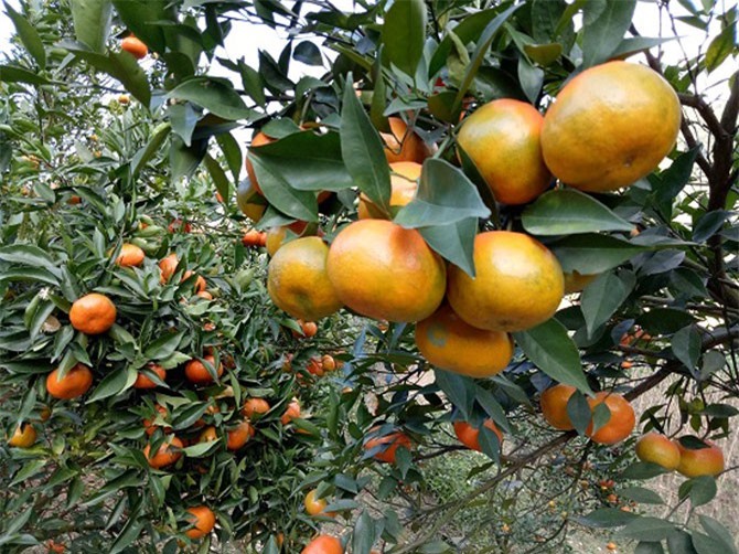 Trồng đủ thứ cây vì lo được mùa, mất giá, hóa ra lại nhiều thu nhập