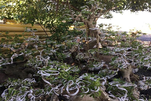 Cho dây nhôm "bò" trên cây xanh, lãi trên 1 tỷ đồng/năm