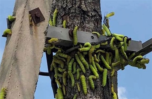 Clip: Sâu lạ xuất hiện lúc nhúc ở Bình Dương, phun thuốc cả tuần không chết