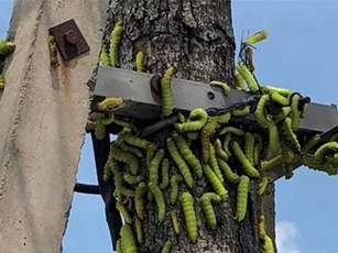 Clip: Sâu lạ xuất hiện lúc nhúc ở Bình Dương, phun thuốc cả tuần không chết