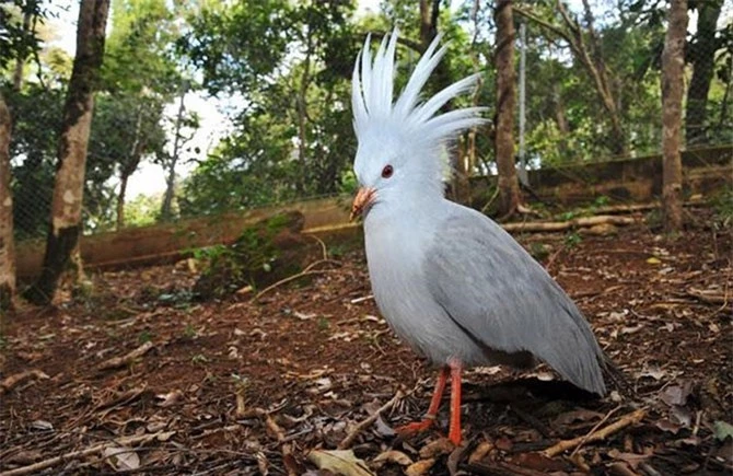 Chim Kagu có bộ lông màu xanh xám nhạt cùng với lông đầu cực kỳ đẹp và độc đáo.