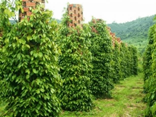 Trồng 12 ha cà phê, hồ tiêu, chưa bao giờ lỗ