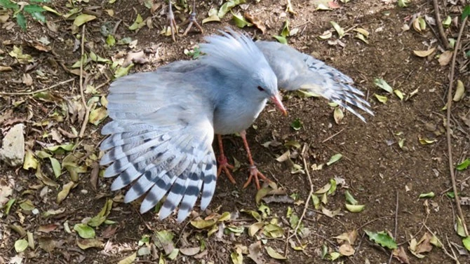 Vào mùa sinh sản, đôi chim Kagu cùng nhau ấp trứng.