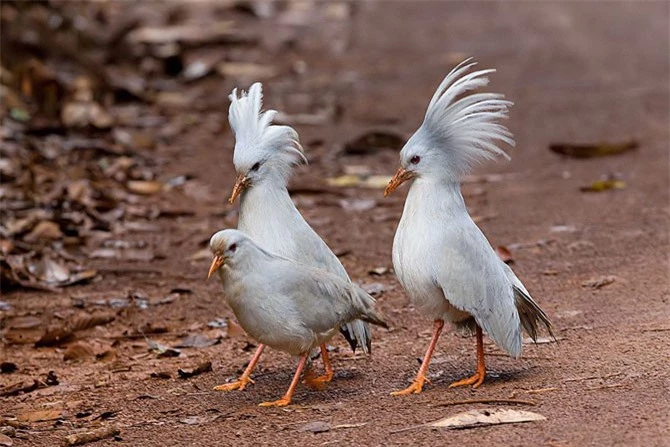 Loài chim này phân bố chú yếu ở khu vực rừng rậm New Caledonia.