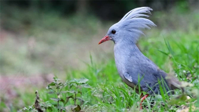 Bình thường, những chiếc lông trên đầu của chim Kagu xếp xuôi theo gáy, nhưng khi gặp bạn tình, túm lông trên đầu chúng dựng đứng lên. 