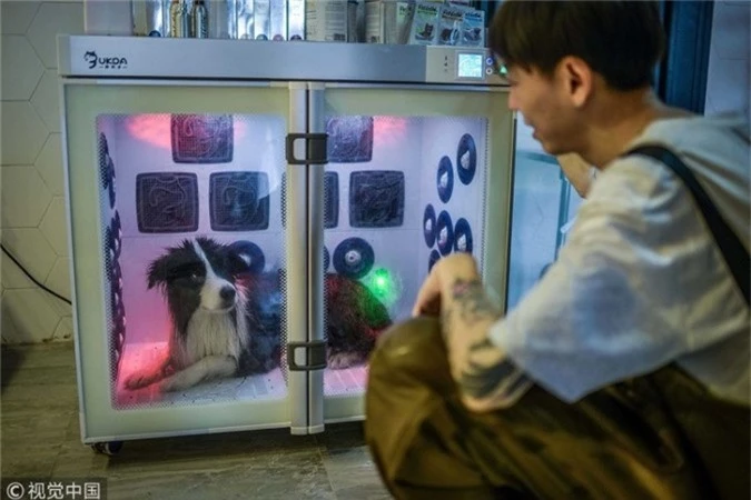 Biệt thự của Sylar được mở cửa đón tiếp khách vào hồi tháng 5 để những chú chó khác cũng có thể trải nghiệm cảm giác sống trong nơi xa xỉ. Bằng cách chi một khoản phí, những chú chó có thể ngủ trong các phòng máy lạnh với những chiếc gối khổng lồ và sân riêng. Khách hàng có nhu cầu sẽ chi 175 tệ (26 USD) để những con vật cưng tắm trong bồn hoặc mát-xa nhẹ nhàng với giá 400 tệ (58 USD).