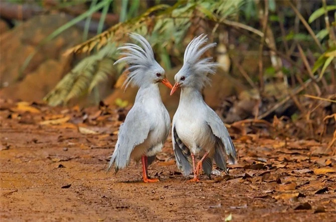 Chim Kagu có tên khoa học là Rhynochetos jubatus. Nó là loài chim trong họ Rhynochetidae.