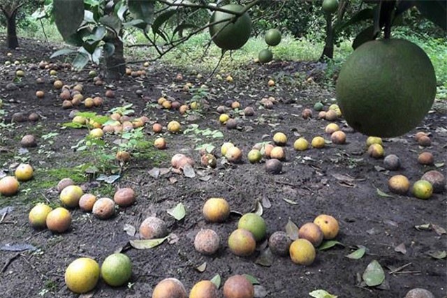 Clip: Cam rụng hàng loạt khiến nông dân Hà Tĩnh điêu đứng