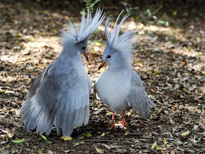 Nó là loài chim trong họ Rhynochetidae.