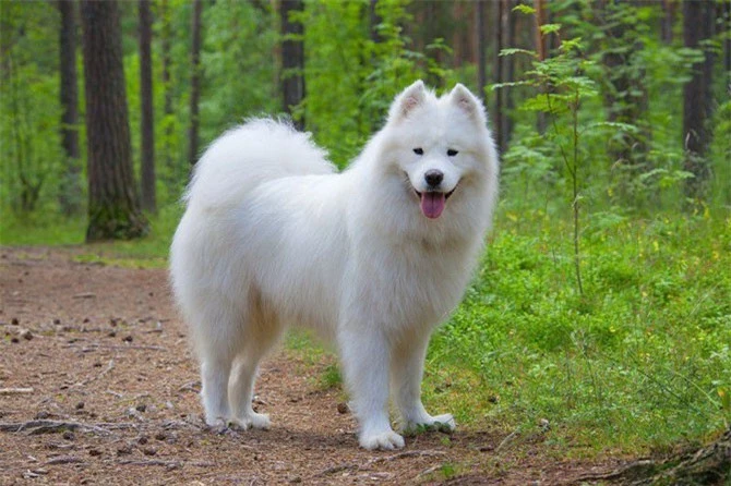 2. chó Samoyed