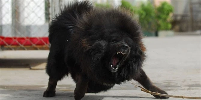 3. chó Mastiff Tây Tạng