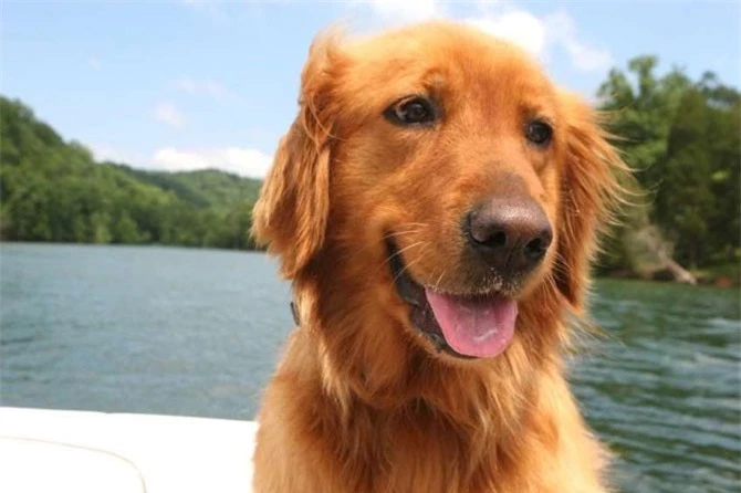  4.  chó Golden Retriever