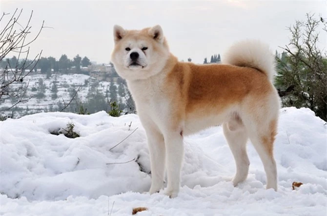 5. chó Akita 