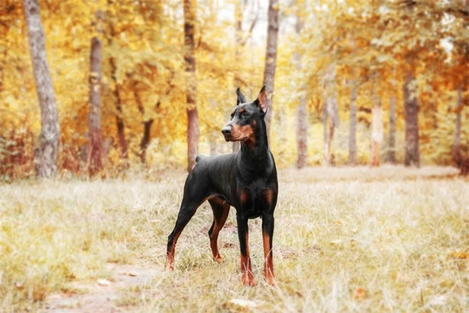 5. chó Doberman Pinscher