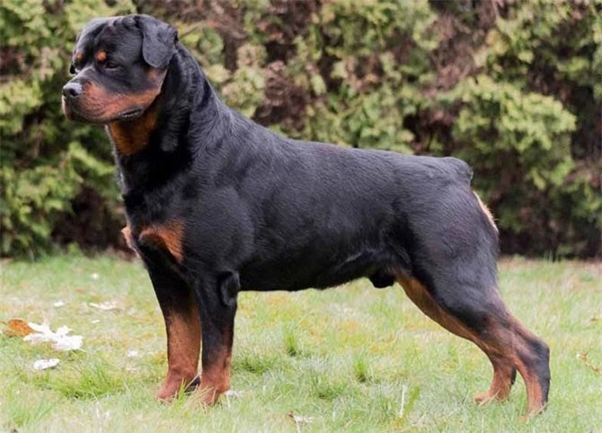 6. chó Rottweiler