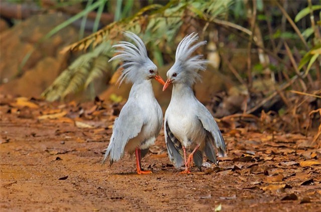 Ngắm quả đầu siêu “độc” của loài chim nằm trong sách Đỏ
