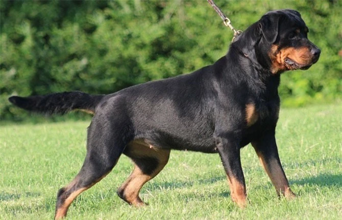 9. chó Rottweiler