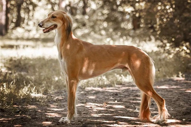 9. chó Saluki