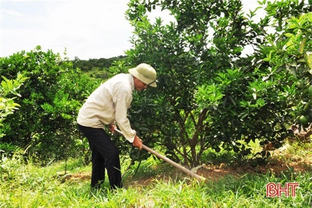 Cam chanh Hương Sơn sắp thoát cảnh “sống nhờ” thương hiệu