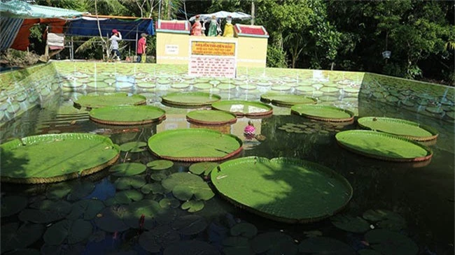 ve dong thap ngam la sen khong lo, thuong thuc lau ca linh hap dan hinh anh 2