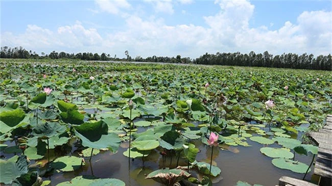 ve dong thap ngam la sen khong lo, thuong thuc lau ca linh hap dan hinh anh 7