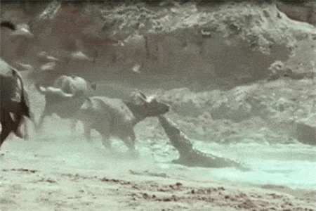 Clip: Cá sấu sông Nile tấn công trâu rừng và cái kết bất ngờ