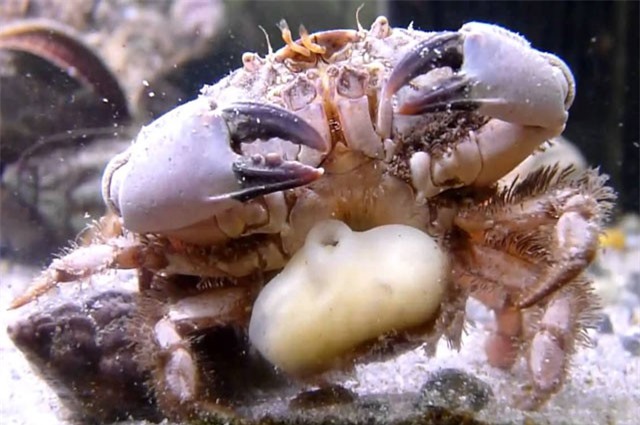 Khám phá ‘bác sĩ chuyển giới’ tàn ác nhất thế giới động vật