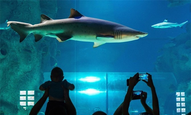 Người đàn ông vô tư khỏa thân bơi cùng cá mập trong bể trưng bày
