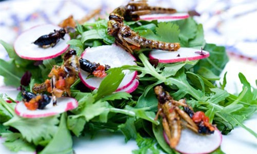 Ăn côn trùng để... cứu trái đất