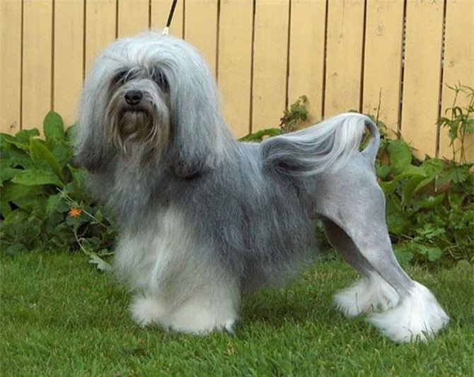 Top 10 giống chó đắt nhất thế giới năm 2018