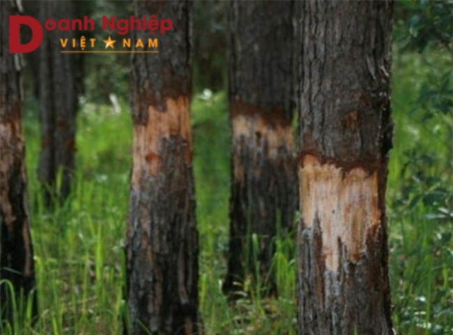 Lâm Đồng: Khởi tố 2 vụ án doanh nghiệp để mất rừng