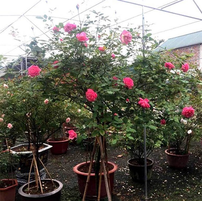 Bỏ 100 triệu mua 40 gốc hồng, đánh xe tải từ Hà Nội vào Sài Gòn tặng vợ