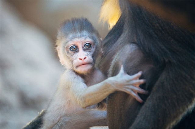 Khoảnh khắc "công chúa" khỉ làm nũng mẹ siêu đáng yêu