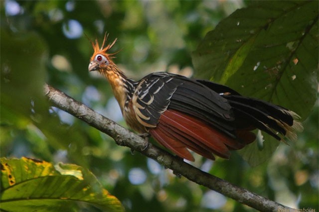 Loài chim kỳ dị có mùi hôi như phân, giả chết "thành thần"