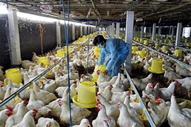 Xây chuỗi liên kết là cốt lõi phát triển ngành chăn nuôi Việt Nam 