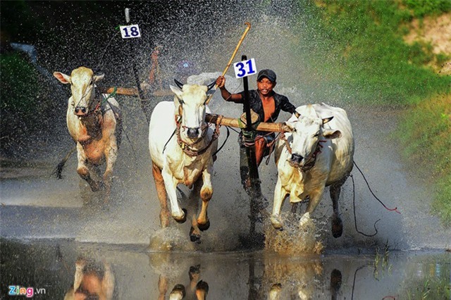 Những pha đua bò quyết liệt trên vũng lầy ở miền Tây