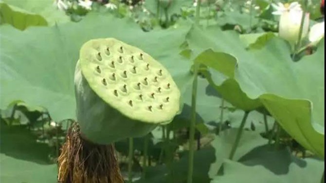 Nuôi kết hợp 2 thứ "ở quê ai cũng biết", mỗi mẫu thu về hàng chục triệu