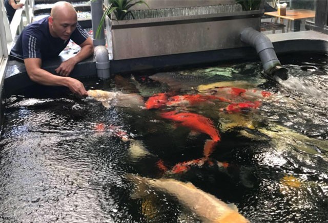 Đại gia phố núi chơi trội, chi hơn 2 tỷ đồng để mua cá koi về ngắm