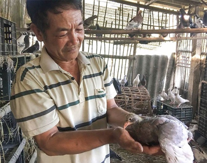 Nuôi chim đẻ sòn sòn, bán chim non làm món ăn, thu 10 triệu/tháng