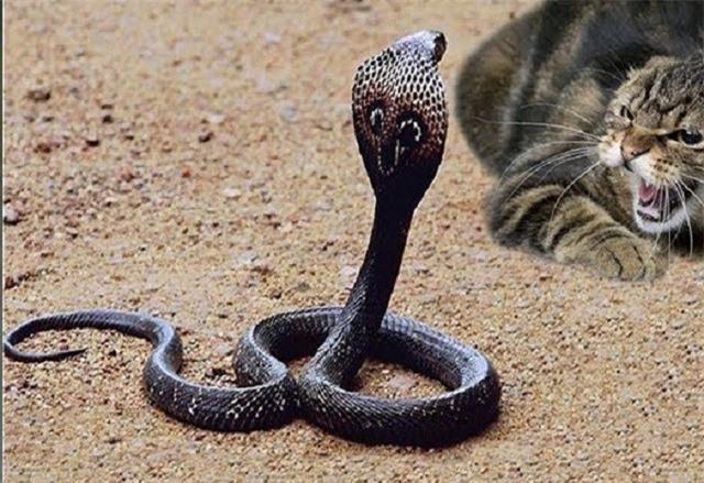 Clip: Chú mèo dũng cảm một mình chống lại rắn độc 