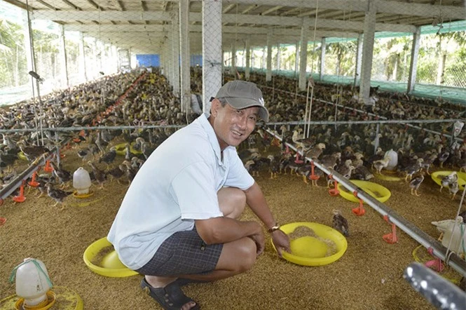 Ông Út thường xuyên theo dõi đàn gà để đảm bảo gà khỏe mạnh ẢNH: DUY TÂN