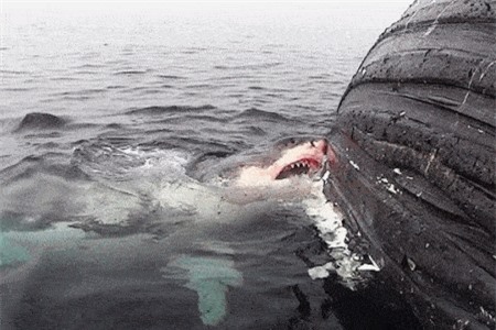 Clip: Cá sấu cùng cá mập cùng nhau ‘xẻ thịt’ cá voi xanh khổng lồ