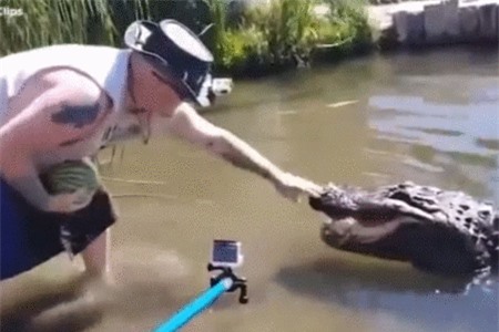 Clip: 'Giật mình' với người đàn ông 'liều lĩnh' cho cá sấu ăn dưa hấu bằng tay không