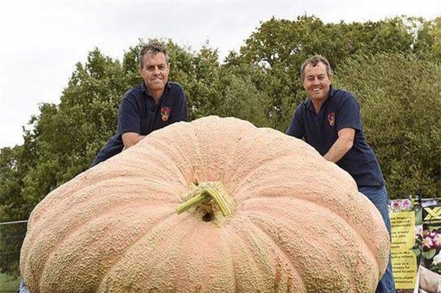 Bí ngô to khủng khiếp, nặng hơn nghìn kg đón Halloween