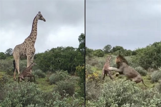 Clip: Vừa chào đời, hươu cao cổ con đã bị sư tử ‘đoạt mạng’