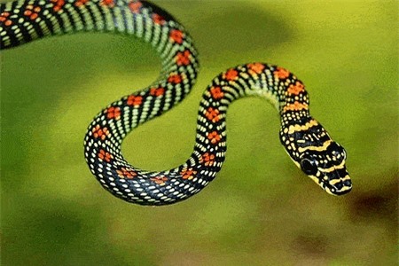 Clip: Cận cảnh loài rắn sở hữu khả năng ‘khinh công’ tuyệt đỉnh