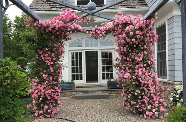 Clip: Kỹ thuật trồng hoa hồng leo từ A-Z