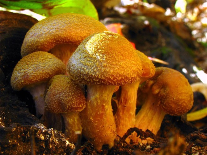 Bất ngờ với sinh vật lớn nhất hành tinh mới được công bố